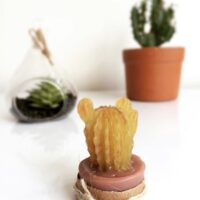 Essência para sabonete glicerinado cactus do agreste - 100g.