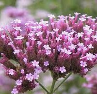 Essência para sabonete glicerinado Verbena -100g.
