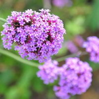 Essência oleosa  verbena- 100g.