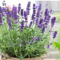 Essência para sabonete glicerinado LAVANDA  FRANCESA- 100g.