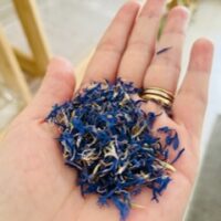 Flor azul do milho - centáurea. 10g.