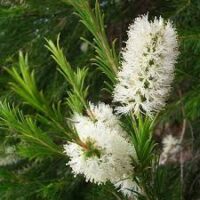 Essência para sabonete glicerinado Melaleuca- 100g.