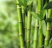 Essência oleosa Bambu  - 100g.