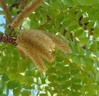 Essência oleosa Melaleuca- 100g.
