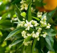 Essência para sabonete glicerinado Neroli - 100g.