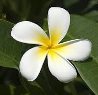 Essência oleosa Jasmin- 100g.