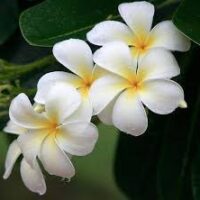 Essência para sabonete glicerinado Frangipani - 100g.