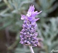 Essência oleosa Lavanda Francesa- 100g.