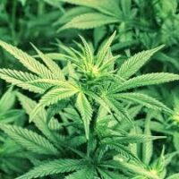 Essência para sabonete glicerinado Bamboo Hemp - 100g.