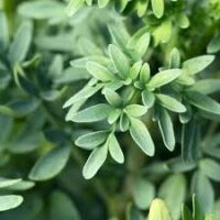 Essência oleosa Arruda- 100g.