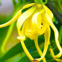 Essência oleosa Ylang Ylang- 100g.