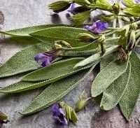 Essência oleosa Sálvia- 100g.