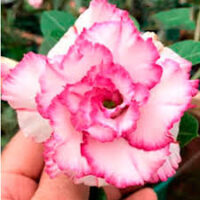 Essência para sabonete glicerinado Rosa do deserto- 100g.
