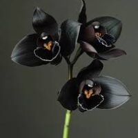 Essência oleosa Black Orchid - 100g.